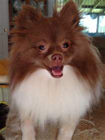 Pink store nose pomeranian